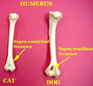 Cat v Dog Humerus