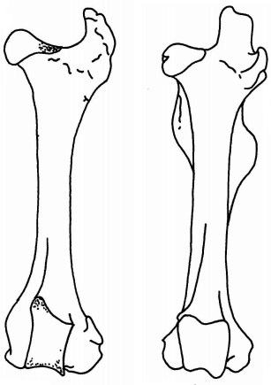 Details about   Cow Bones Vertebrae Miscellaneous Unknown Bone Animal Spine femur skeleton lot 