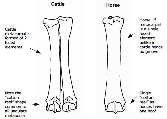 Animal Bone Identification - Peterborough Archaeology