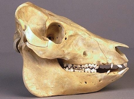 Animal Bone Identification - Peterborough Archaeology