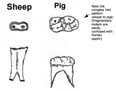 Sheep v Pig Molars